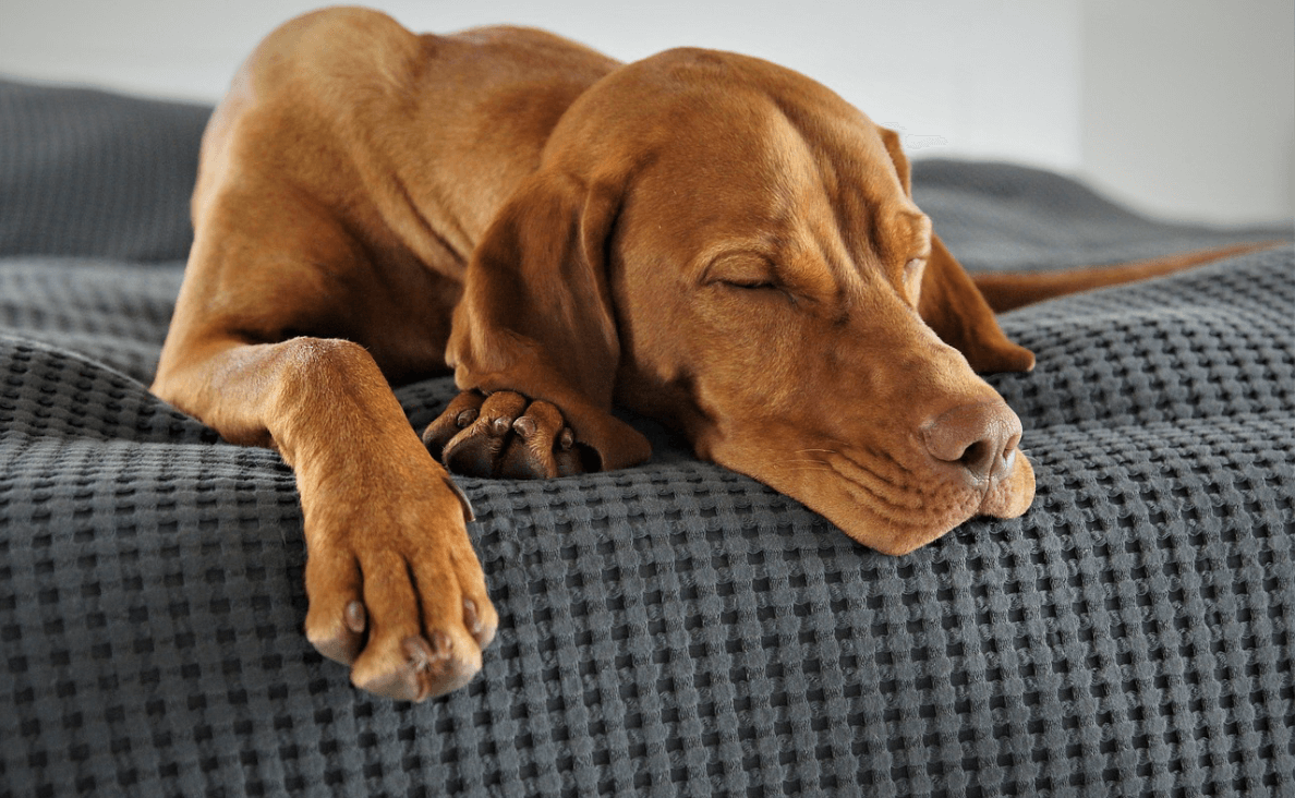 dog twitches in their sleep - vizsla sleeping on a couch