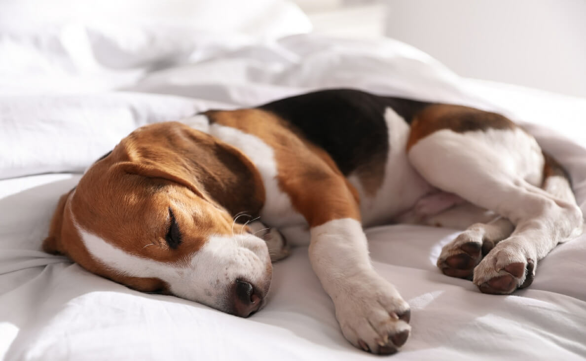 4 Reasons Your Dog Twitches in Their Sleep