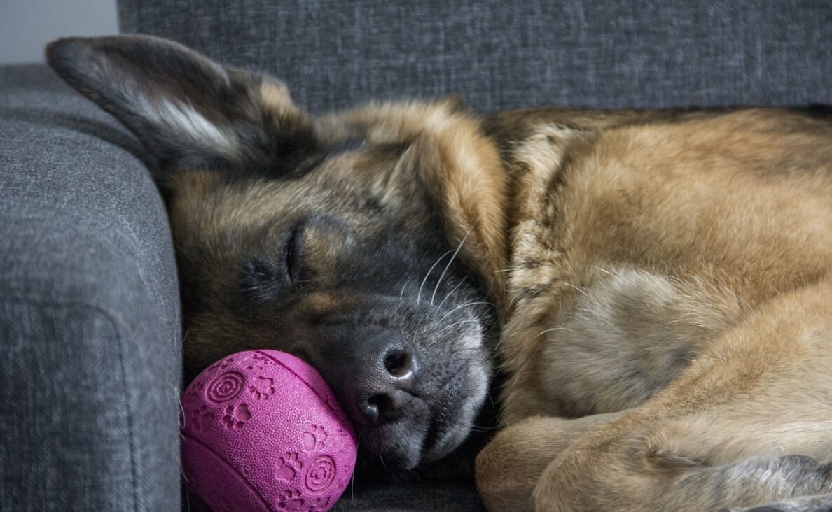 german shepherd asleep with ball