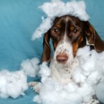 Chew-Proof Dog Beds: Are They Real or Just a Myth?