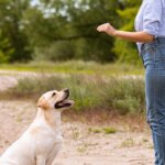 High Value Treats for Dogs: What They Are and How to Use Them