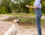 High Value Treats for Dogs: What They Are and How to Use Them