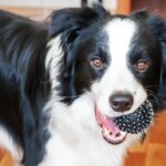 Teach Your Dog to Identify Toys by Name