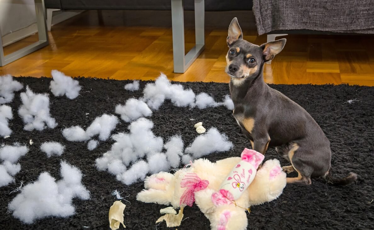 Chew Proof Dog Beds - mini pincher chewing up bed