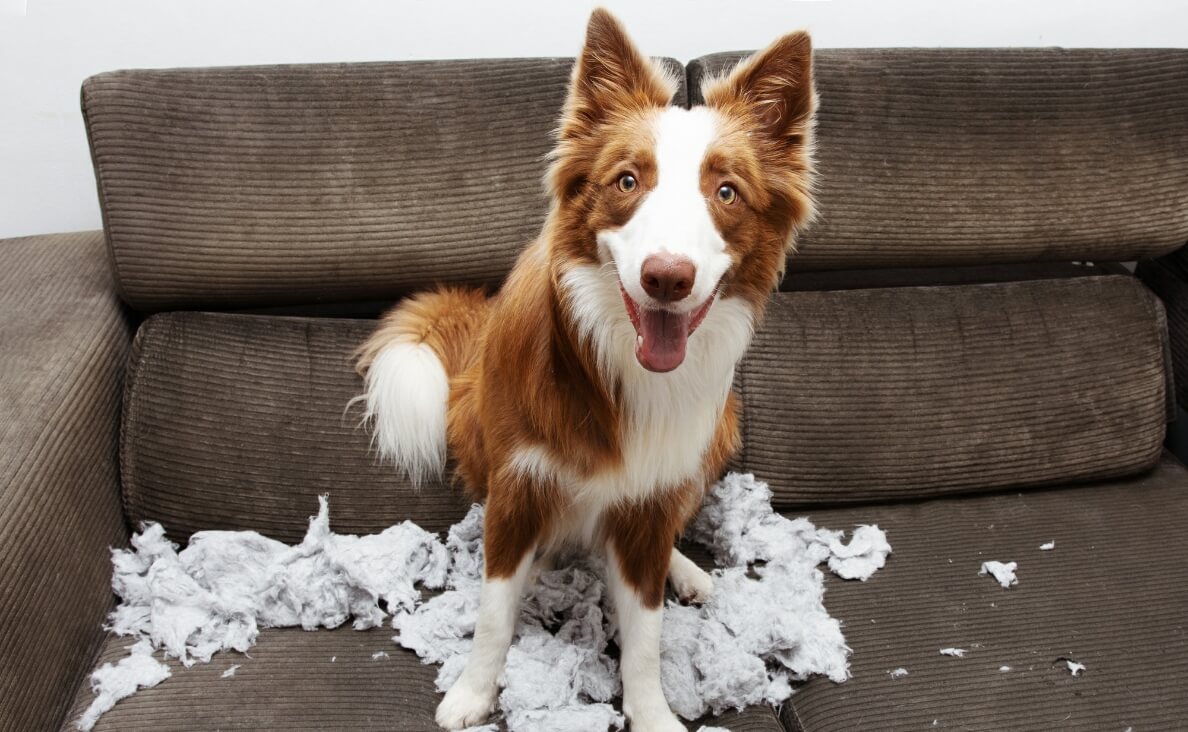 Chew Proof Dog Beds - red and white border collie