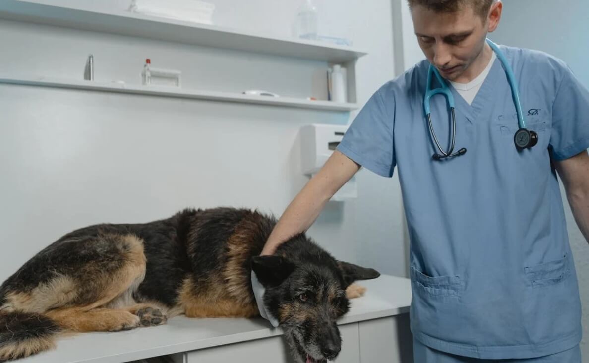 Dog Stomach Aches - dog sick at vet