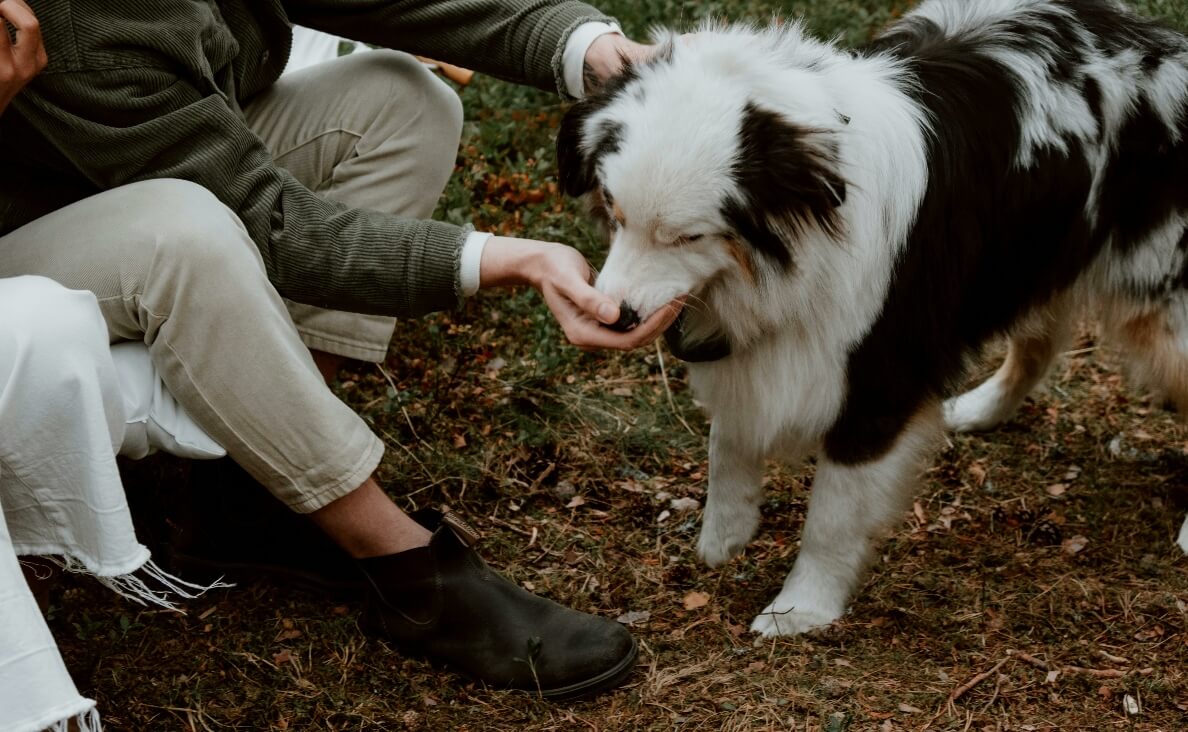 High Value Treats - Australian Shepherd