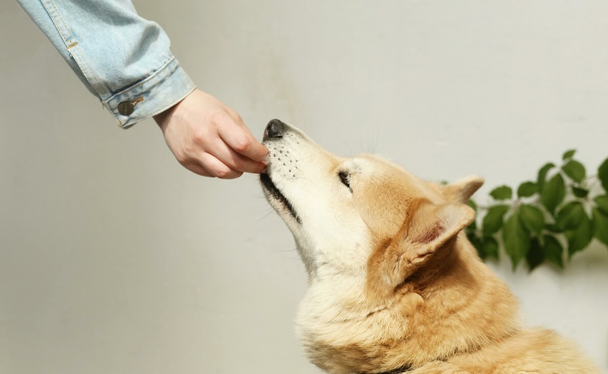 High Value Treats - Shiba Inu