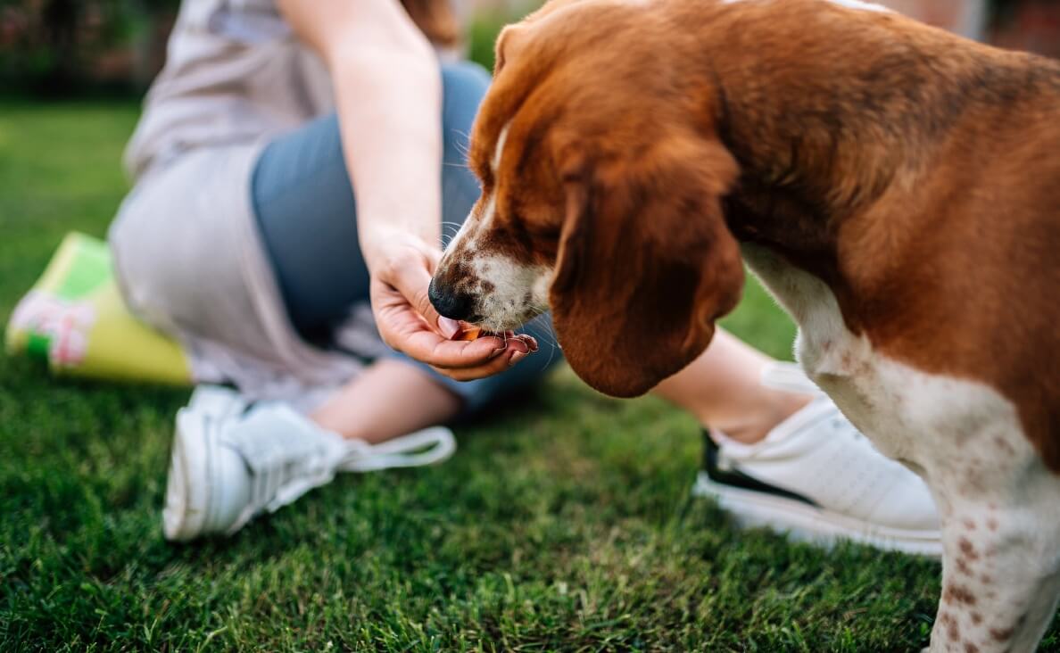 High Value Treats - beagle