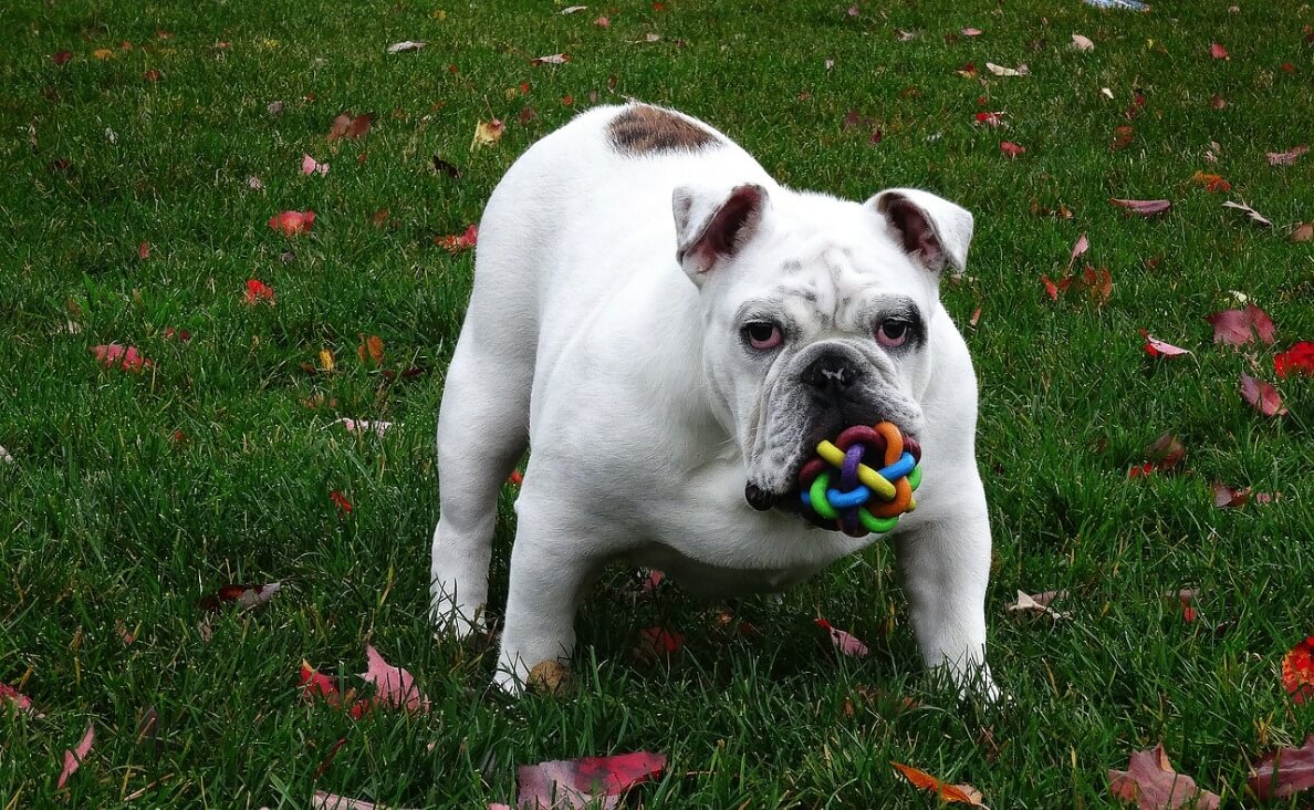 Identify Toys by Name - bulldog with a rubber toy