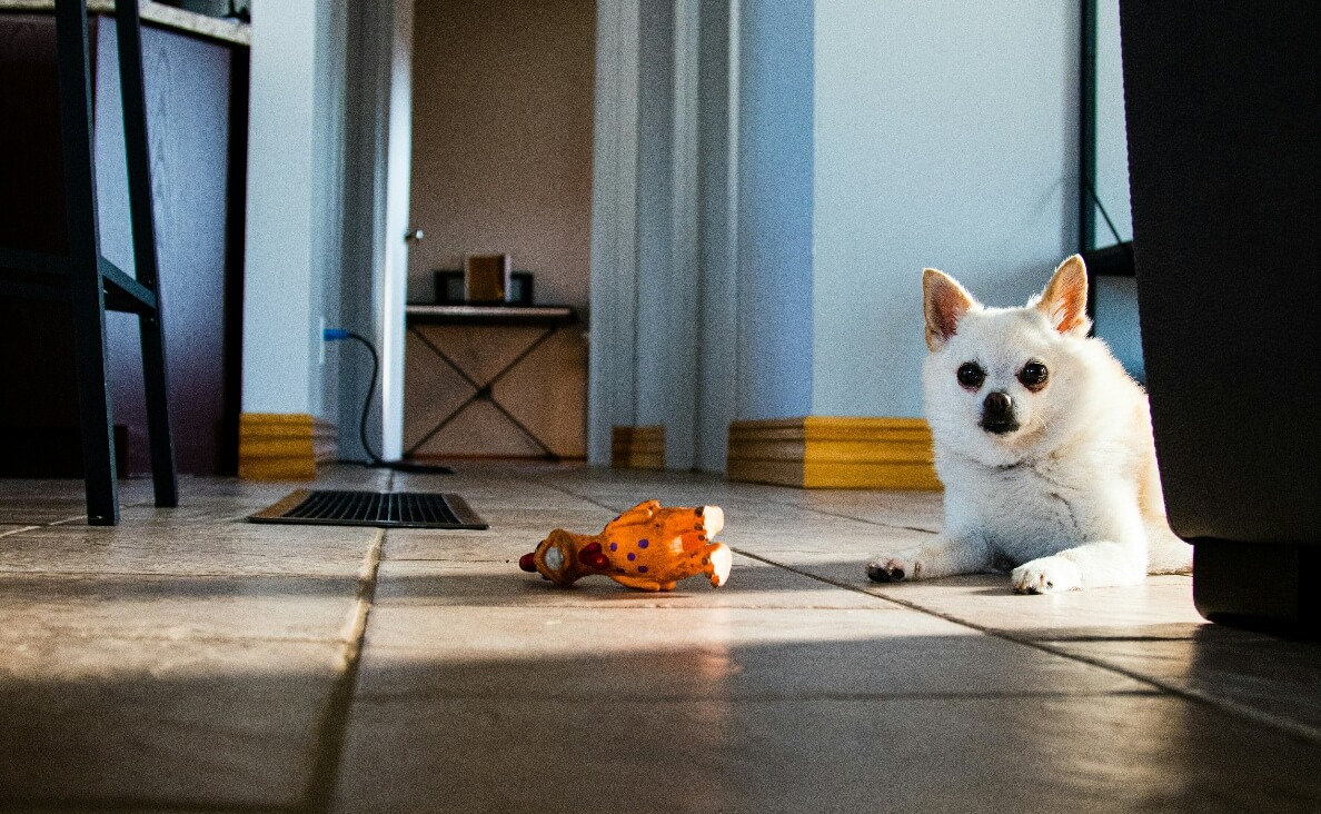 Identify Toys by Name - dog with rubber chicken