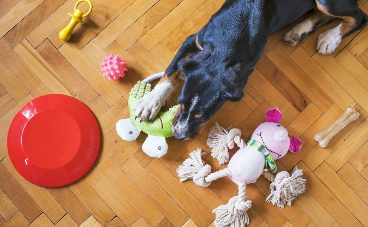 Identify Toys by Name - dog with toys