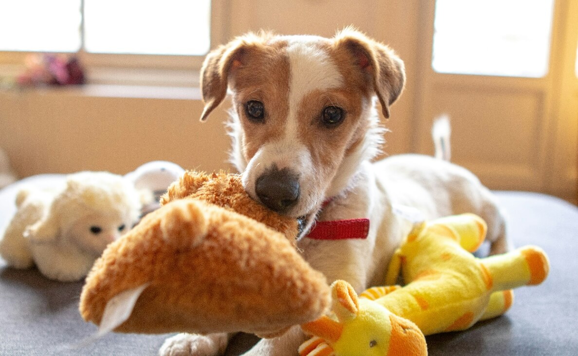 Identify Toys by Name - jack russell puppy with plushies