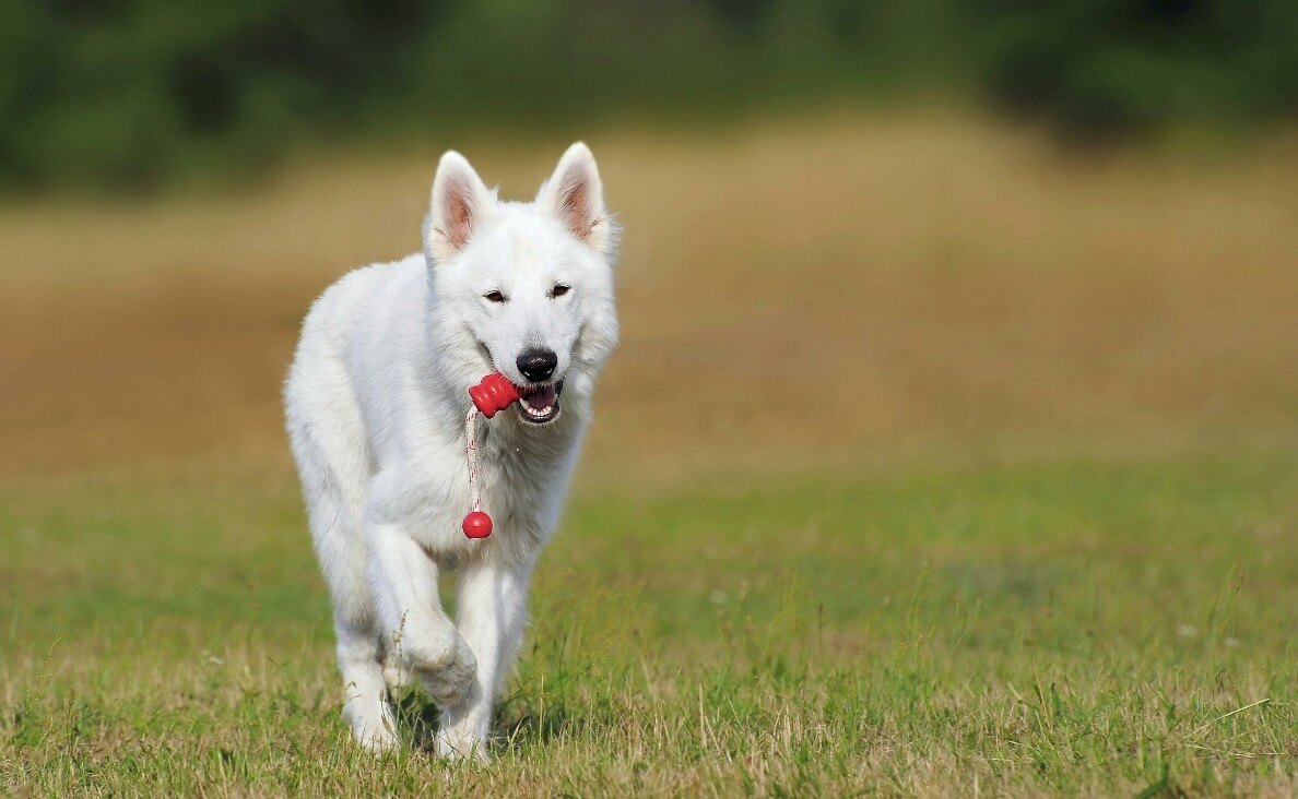 Identify Toys by Name - white siberian husky with tug rope toy