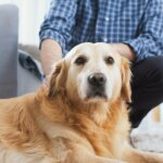 Understanding Aging in Dogs