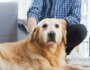 Understanding Aging in Dogs