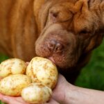 Can Dogs Eat Potatoes? The Truth About Starchy Vegetables