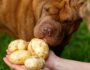 Can Dogs Eat Potatoes? The Truth About Starchy Vegetables