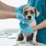 Guide to Kennel Cough in Dogs