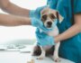 Guide to Kennel Cough in Dogs