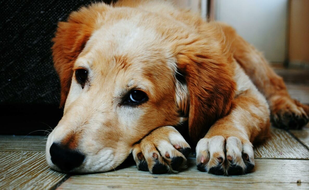 AGING IN DOGS - aging golden retriever laying down looking at camera