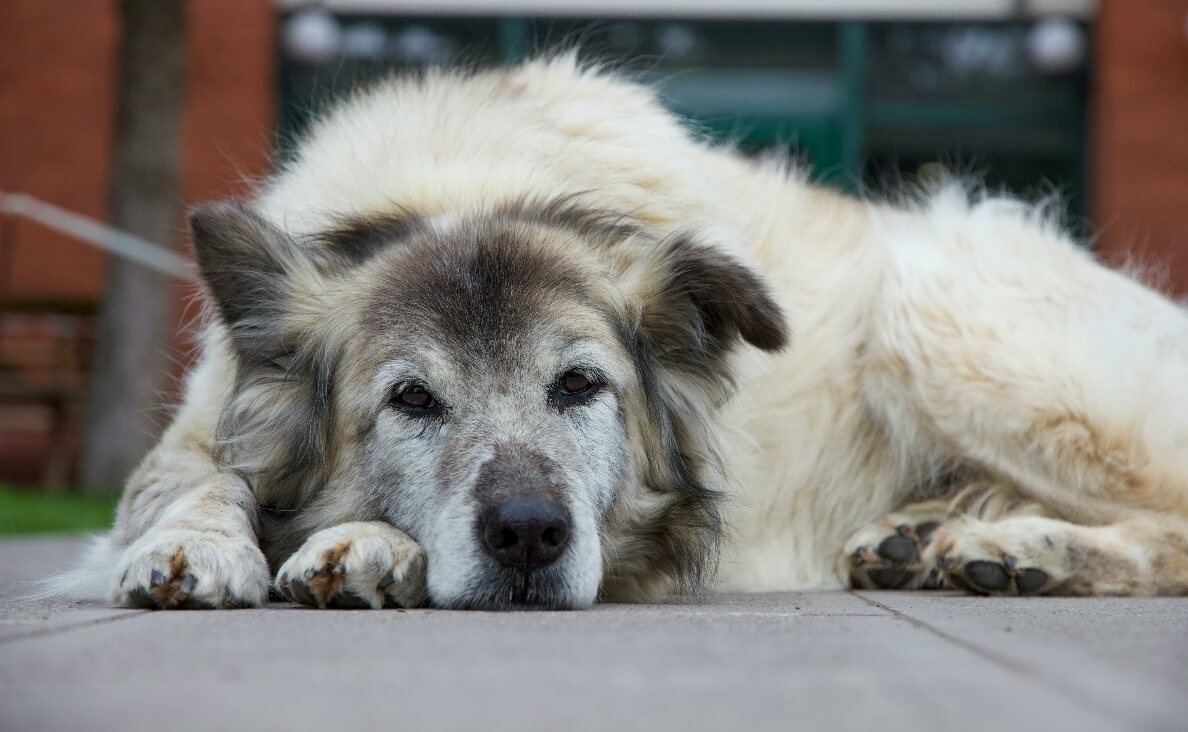 AGING IN DOGS - aging great pyrenees dog laying down