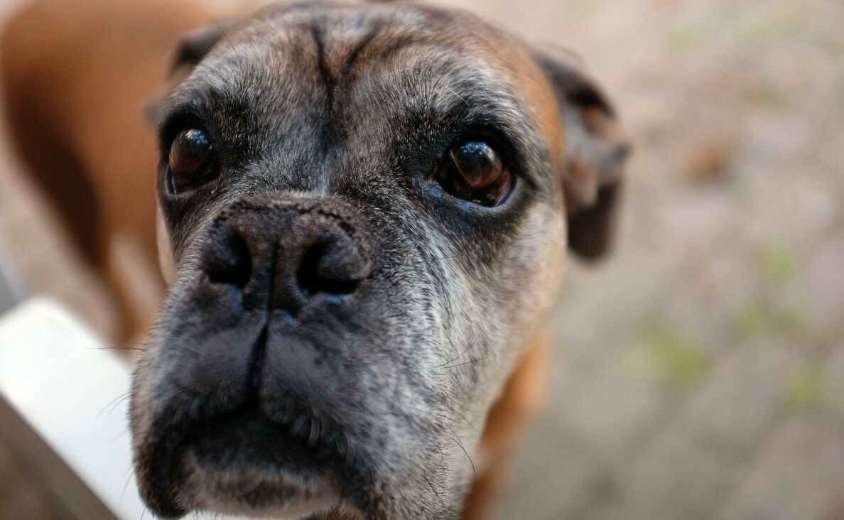 AGING IN DOGS - senior boxer dog