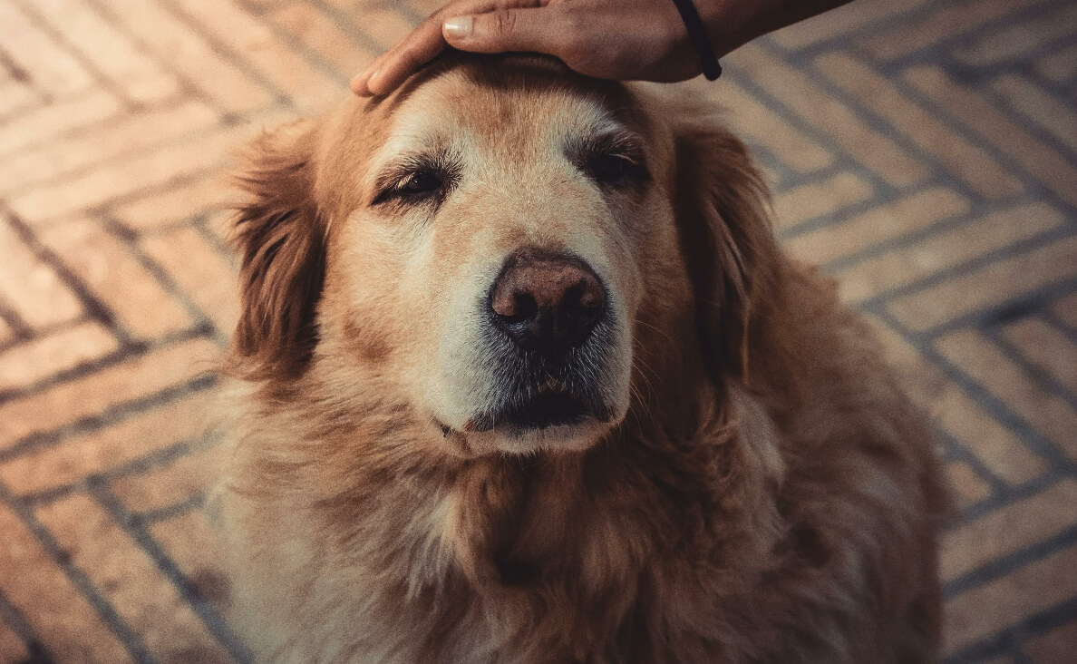 AGING IN DOGS - senior golden retriever