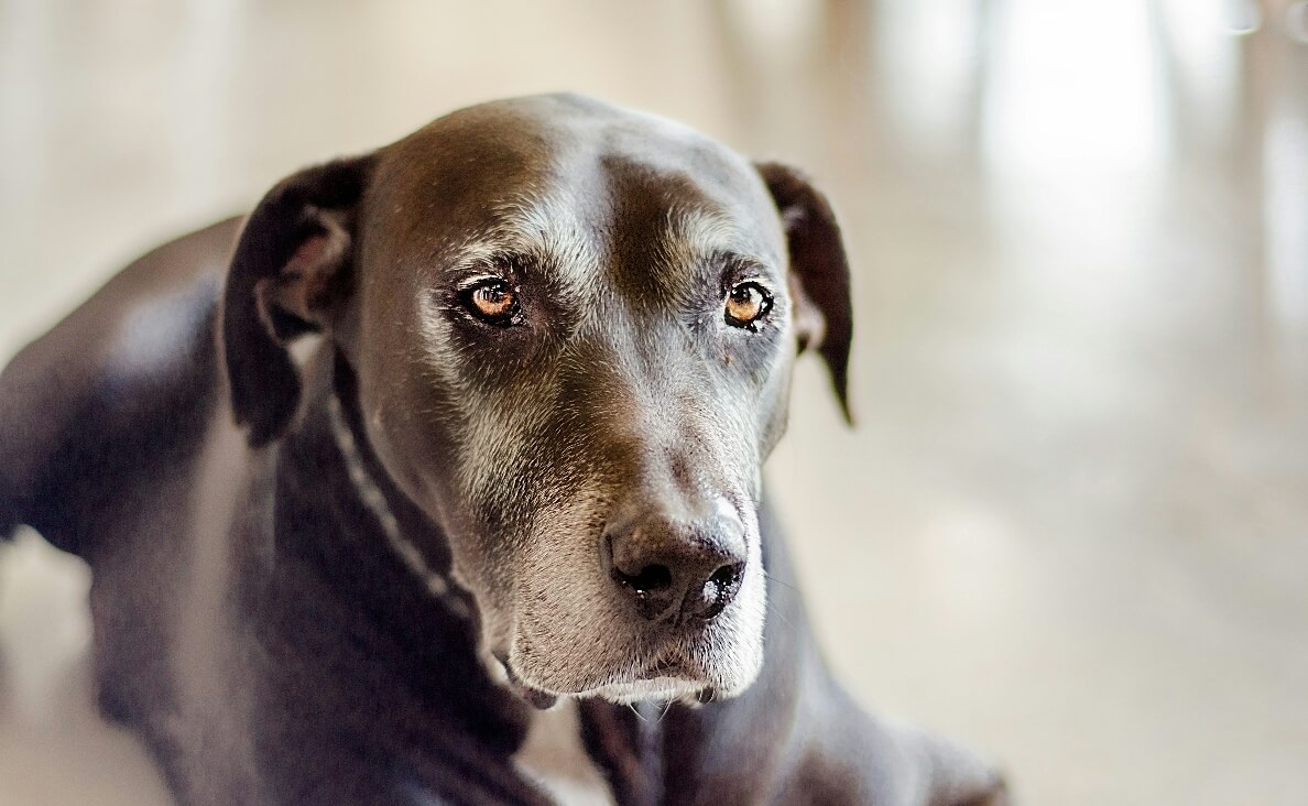 AGING IN DOGS - senior great dane