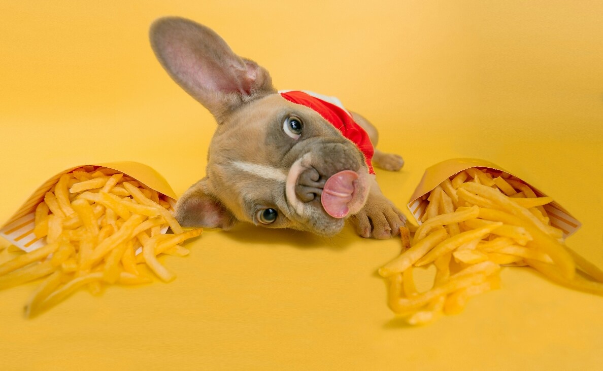 French Bulldog with french fries