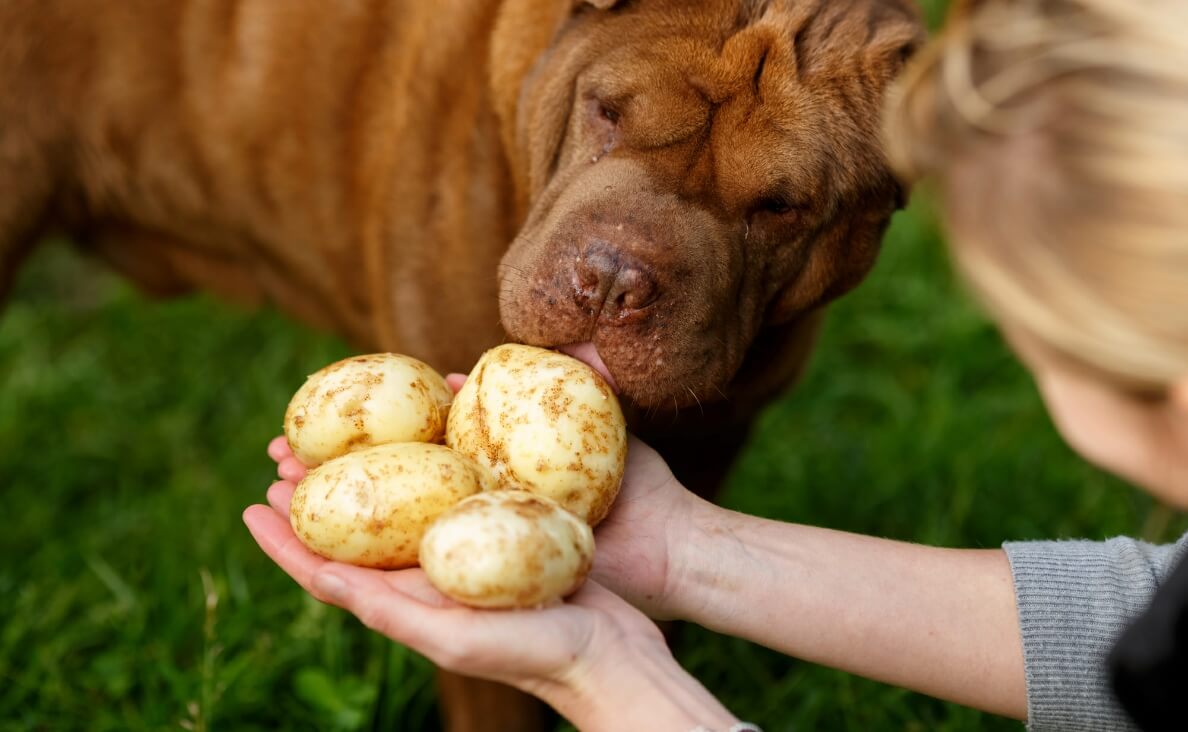 Can Dogs Eat Potatoes? The Truth About Starchy Vegetables