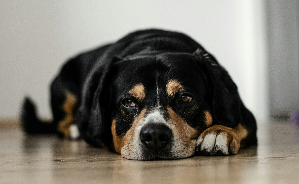 KENNEL COUGH IN DOGS - Bernese Mountain Dog laying on floor