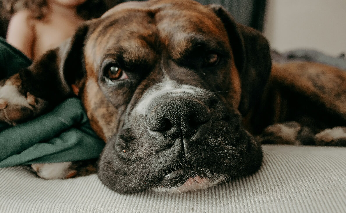 KENNEL COUGH IN DOGS - boxer dog sad on bed