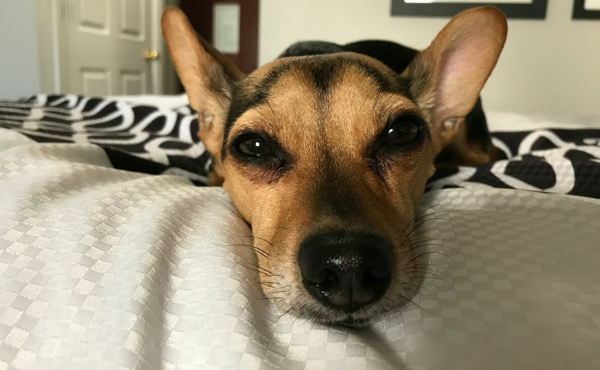 KENNEL COUGH IN DOGS - close up of dog on bed