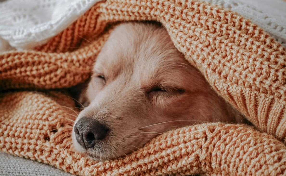 KENNEL COUGH IN DOGS - dog sleeping in between knit sweaters or afghans