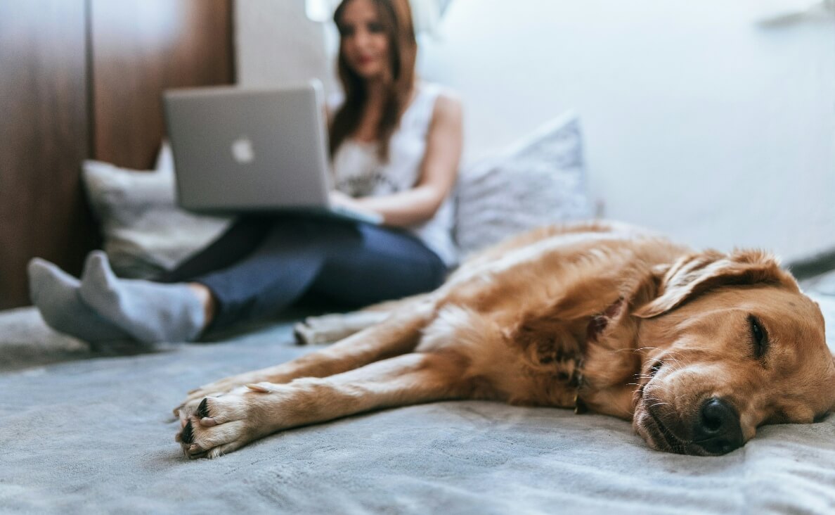 KENNEL COUGH IN DOGS - golden retriever laying on bed while woman works on laptop