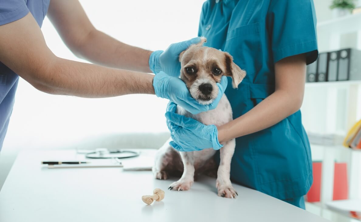 Guide to Kennel Cough in Dogs