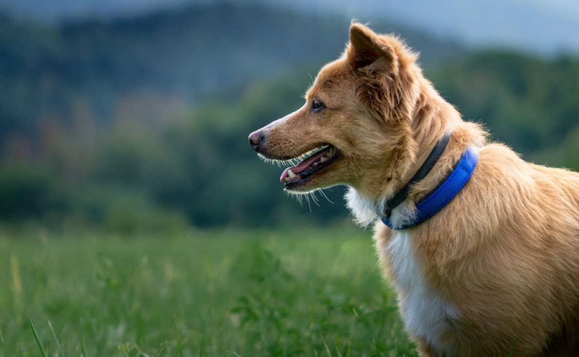 NEUTERING A MALE DOG - Portuguese Podengo