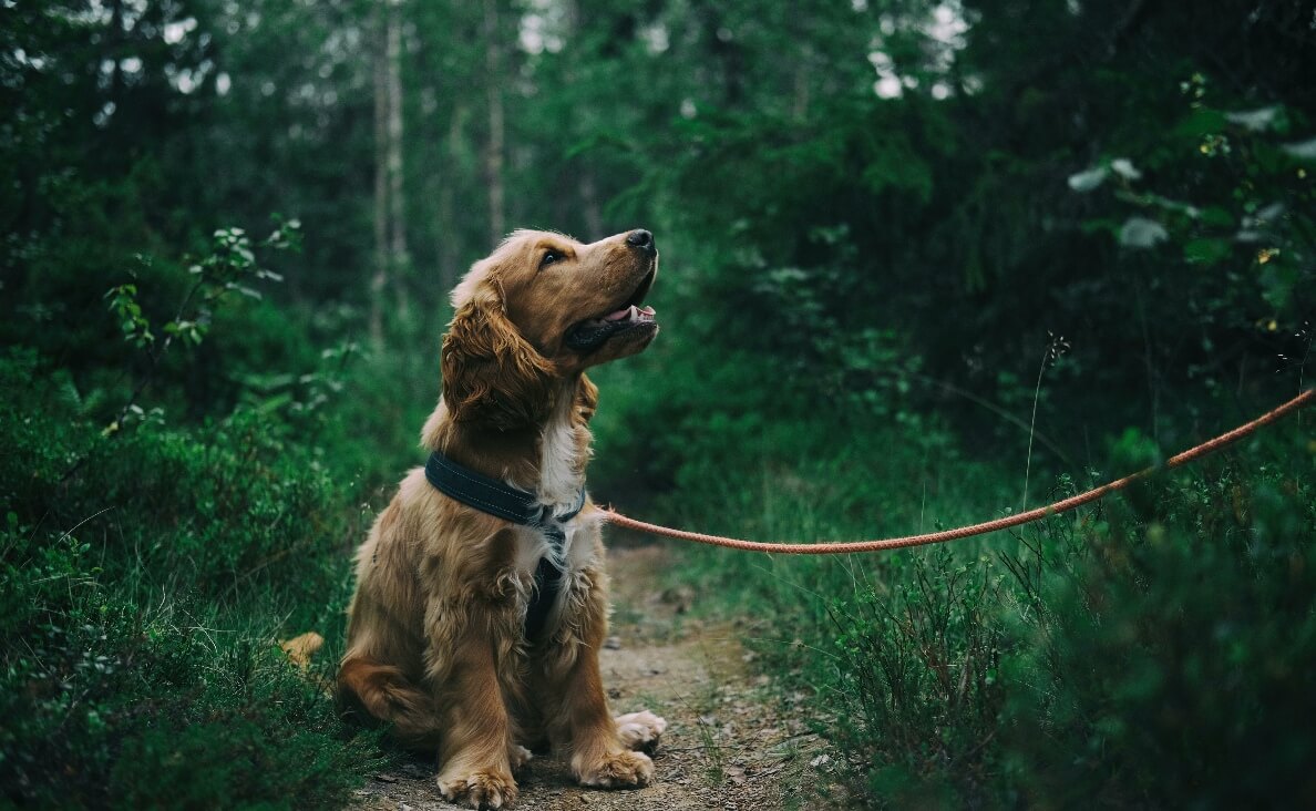 NEUTERING A MALE DOG - cocker spaniel