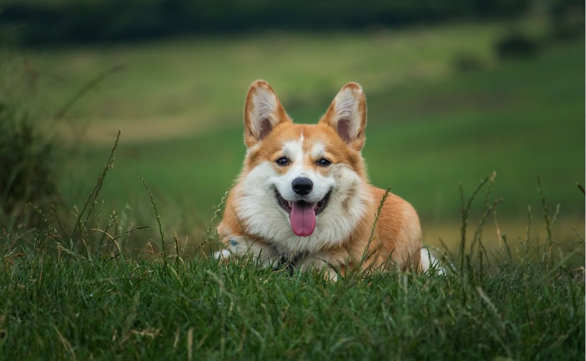 NEUTERING A MALE DOG - corgi