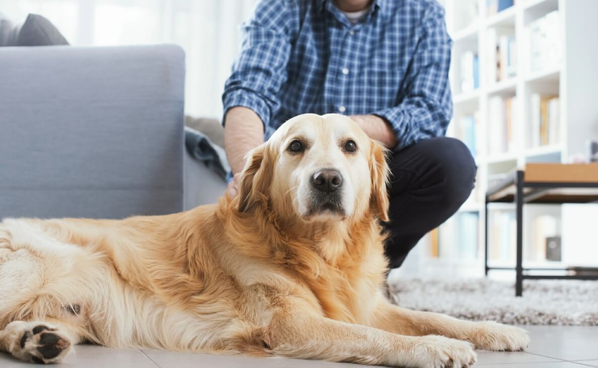 NEUTERING A MALE DOG - golden retriever