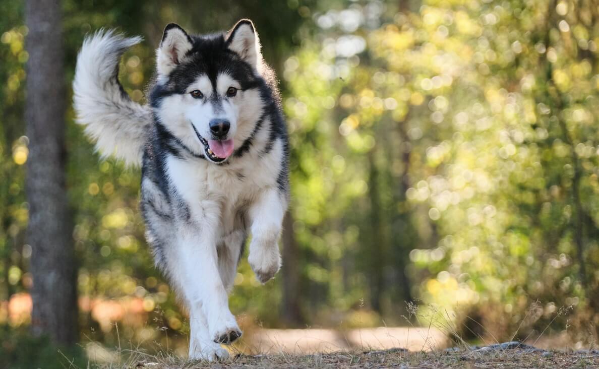 NEUTERING A MALE DOG - husky running in woods