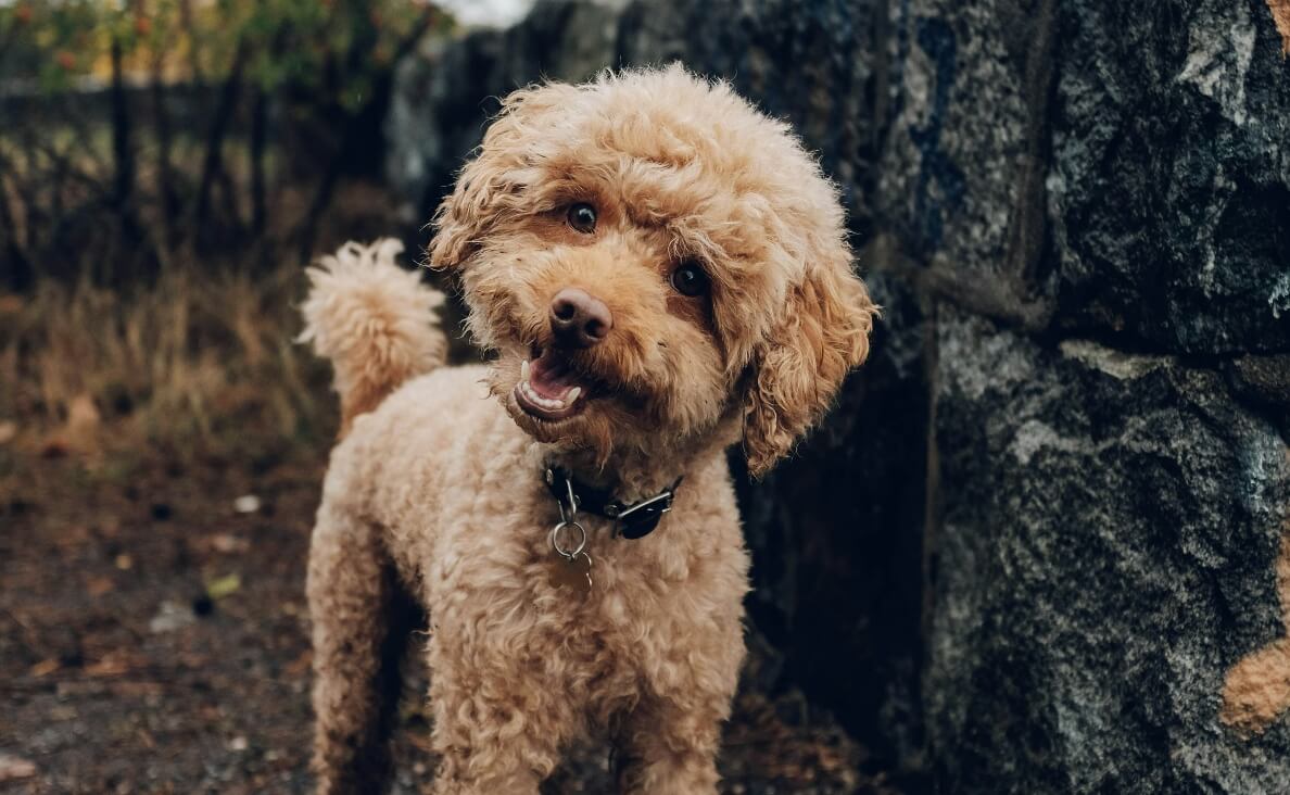 NEUTERING A MALE DOG - poodle