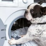 Train Your Dog to Help with Household Chores