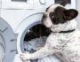 Train Your Dog to Help with Household Chores