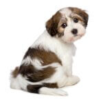 How Long Does It Take to Potty Train a Puppy?