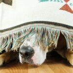 Why Does My Dog Hide Under the Bed? Causes and Solutions