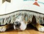 Why Does My Dog Hide Under the Bed? Causes and Solutions