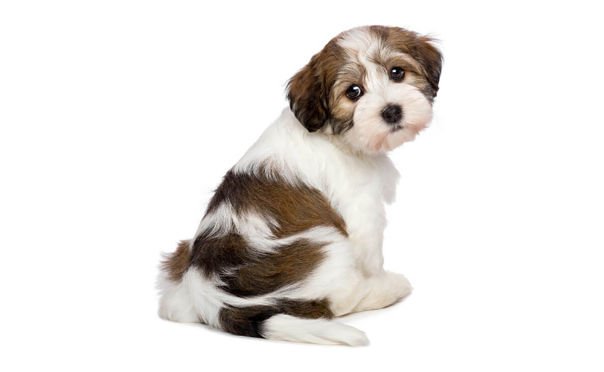 How Long Does It Take to Potty Train a Puppy?