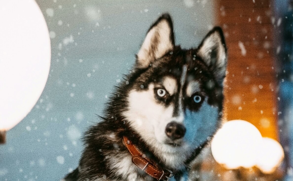 WHY SHOCK COLLARS HURT DOGS - Husky dog looking surprised